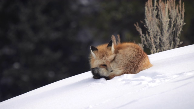 红狐在黄石公园的冬雪上休息视频素材