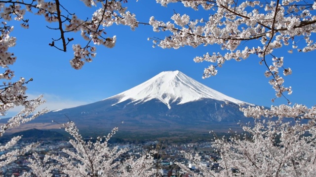 樱花盛开的季节，白雪覆盖的富士山视频素材