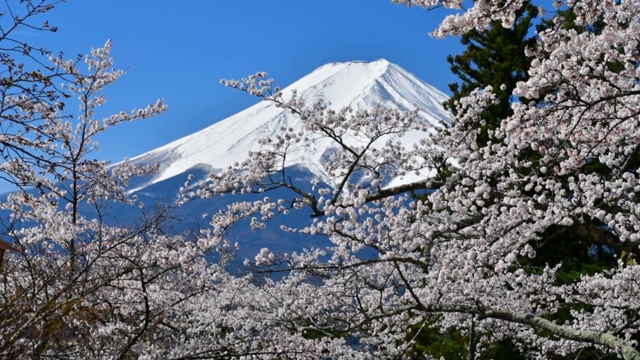 樱花盛开的季节，白雪覆盖的富士山视频素材