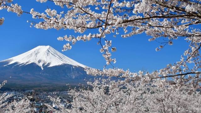 樱花盛开的季节，白雪覆盖的富士山视频素材