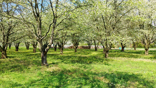 在奥滕伯格城堡的果树种植园里进行追踪拍摄视频素材