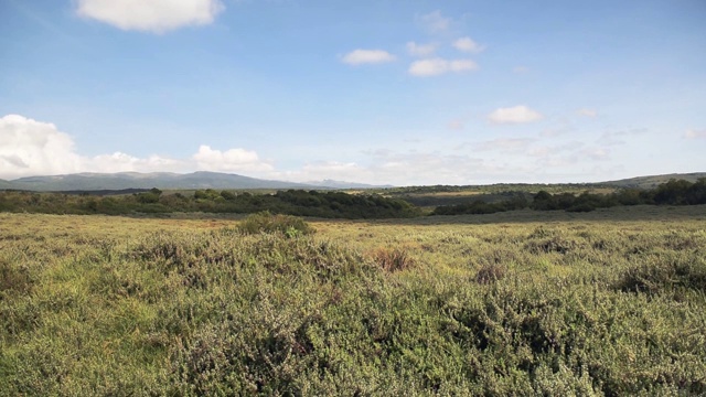 非洲大草原风景，阿伯代尔国家公园，肯尼亚视频素材