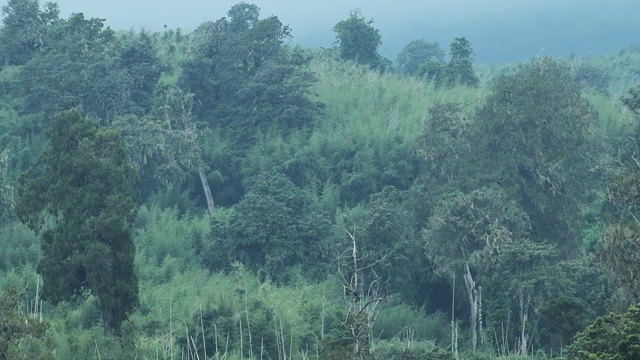 肯尼亚阿伯代尔国家公园的非洲山地森林景色，一个阴郁的日子视频素材