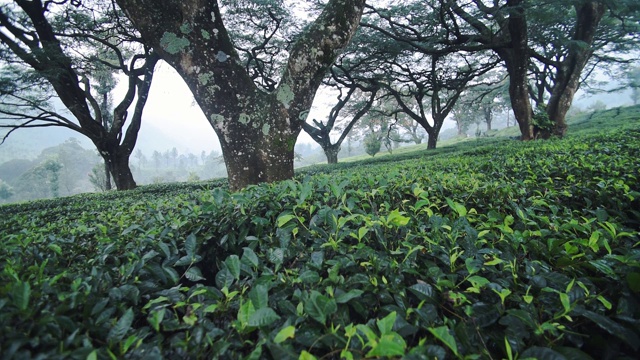 神奇的绿色景观蒙纳，印度-范围拍摄视频素材