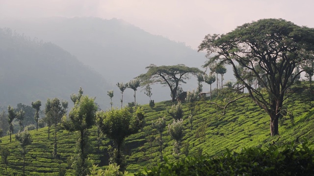 一个和平和放松的氛围在早晨在印度Munnar -新鲜的环境氛围在山上-宽镜头视频素材