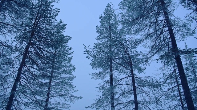 倾斜拍摄的雪山森林景观，在拉普兰，芬兰，晚上视频素材