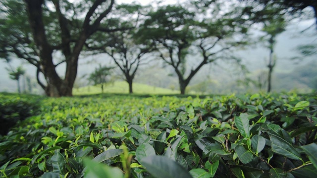 印度穆纳的茶园里，一些大树下，在一个雾蒙蒙、郁郁寡喜的日子里视频素材