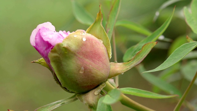 桃红牡丹雨后花蕾视频素材