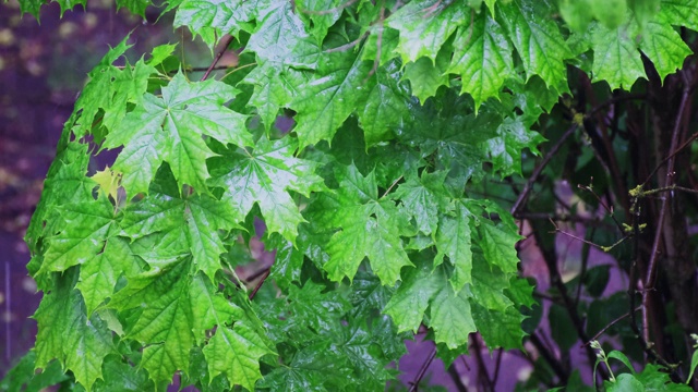 枫叶的枝叶在风雨中随风摇摆。雨滴从树叶上流下来。视频素材