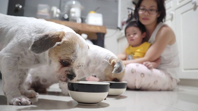 两只西施犬从宠物主人的碗里吃东西视频素材