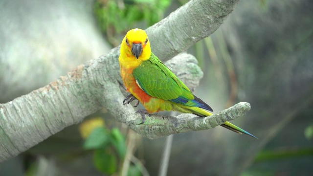 一只栖息在树上的Jenday Conure (Aratinga jandaya)，也被称为jandaya长尾小鹦鹉，是巴西东北部发现的一种新热带小鸟类。视频素材