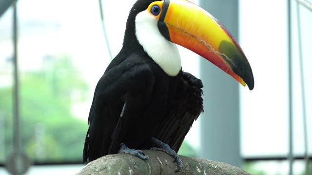 托科巨嘴鸟近(Ramphastos toco)，也被称为普通巨嘴鸟或巨嘴鸟，是最大的，可能是最知名的物种在巨嘴鸟家族。视频素材