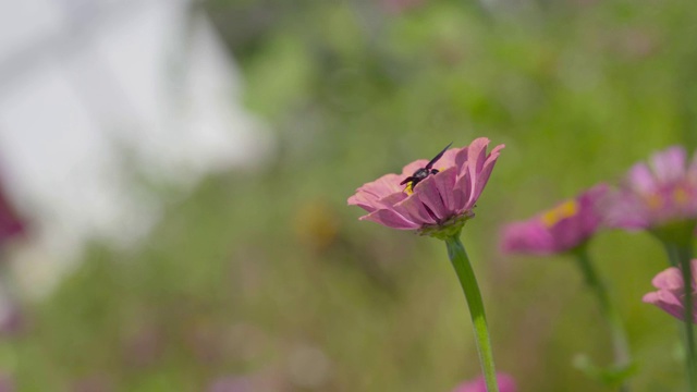 粉红色的花，上面有黑蜜蜂视频素材