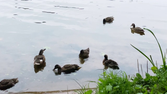 小鸭子在湖里视频素材