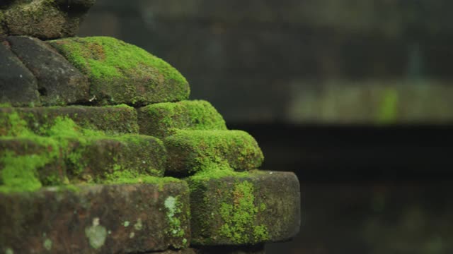 近距离的苔藓石头在寺庙与机架焦点视频素材