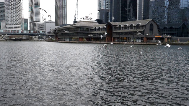 缓慢的运动。海鸥飞过城市的河流。视频素材