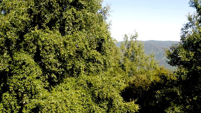 飞行在一个茂密的森林与风景优美的山区地形全景视频素材