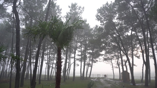 热带雨视频素材