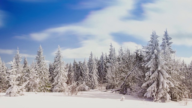 冬季景观与高云杉和雪山视频素材