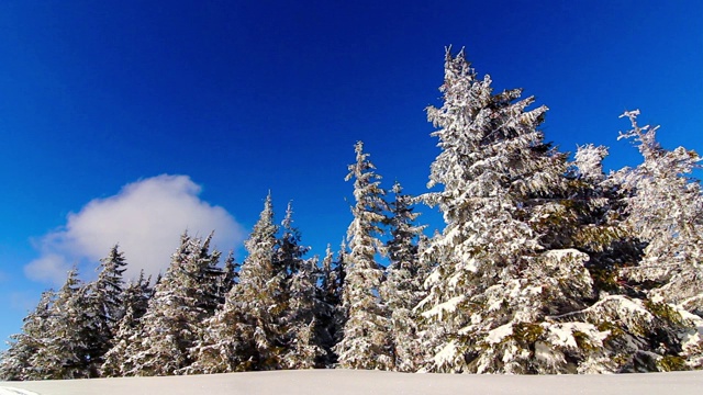 冬季景观与高云杉和雪山视频素材