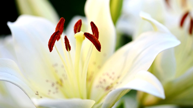 白色的百合在花园里开花视频素材