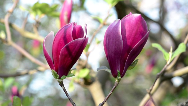 紫玉兰春天开花视频素材