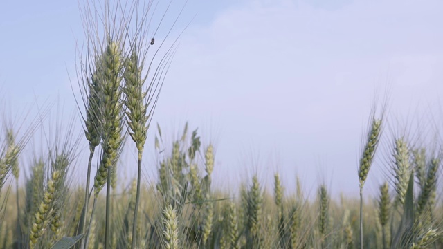 浅自由度普通小麦夏小麦慢动作视频视频素材