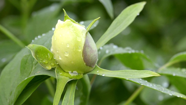 白牡丹雨后发芽视频素材