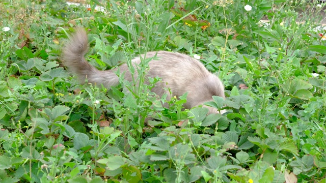 猫在绿色的草莓树丛中抓住了老鼠视频素材