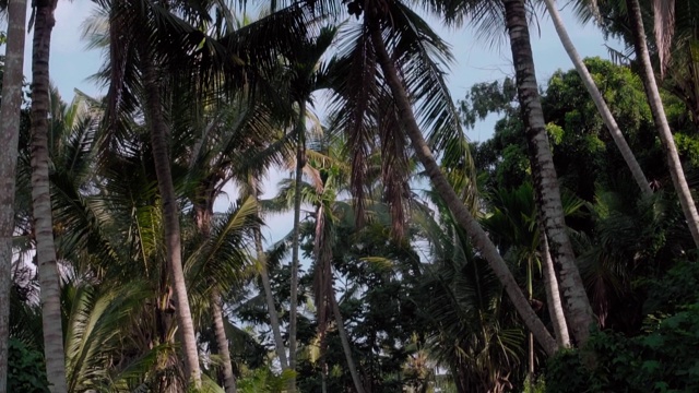 一片绿油油的棕榈树林，映衬着蓝天和长长的树干视频素材