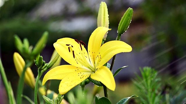 黄花百合花园背景视频素材