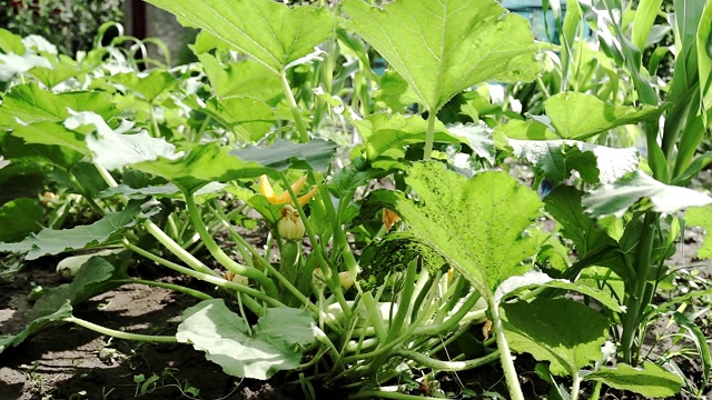 种植南瓜或南瓜的种植园。在花园里种西葫芦视频素材