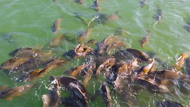 池塘里大鲤鱼鱼的慢镜头。视频素材