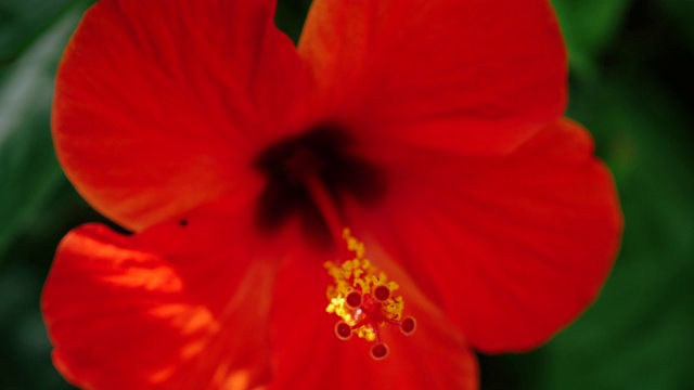 红色芙蓉花花的大特写聚焦在柱头和雄蕊上。视频素材