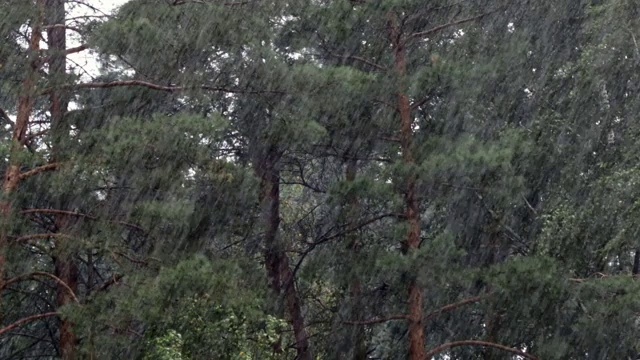 夏天，松树林里下着大雨。用声音视频素材