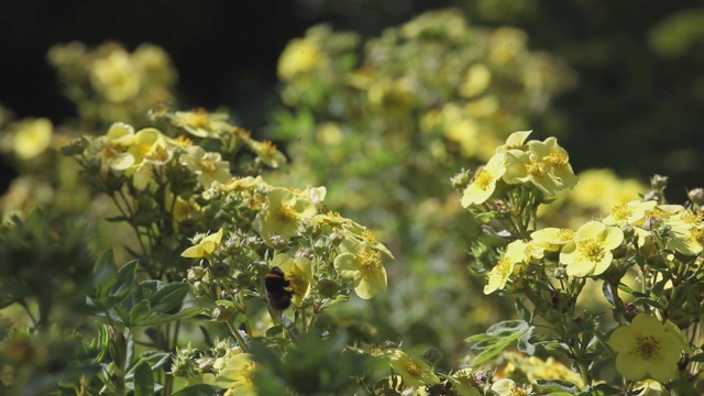 花蜂虫镜头视频素材