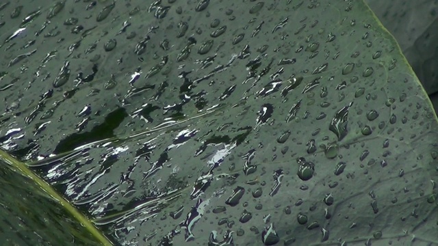 热带树叶上的雨滴视频素材