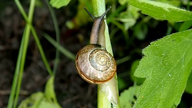 蜗牛在绿叶上爬。视频素材