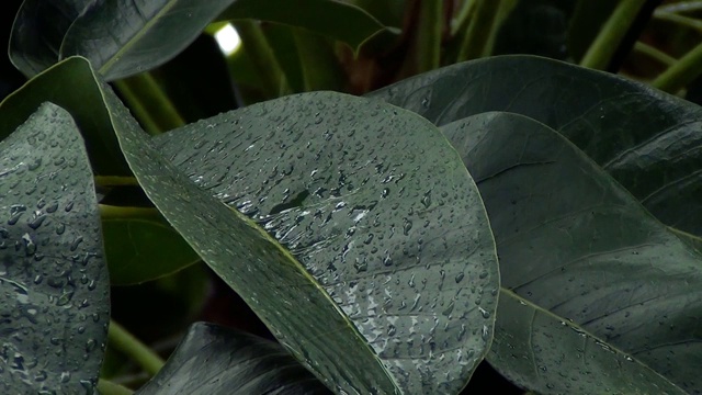 热带树叶上的雨滴视频素材