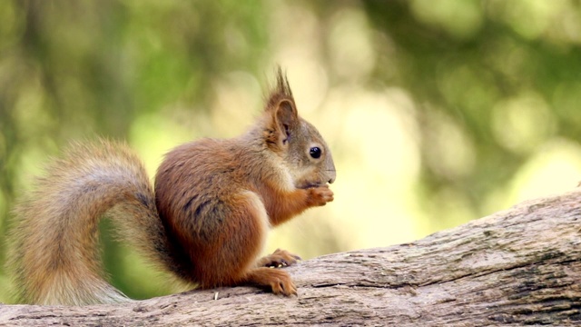 红松鼠(Sciurus vulgaris)在森林中进食。视频素材