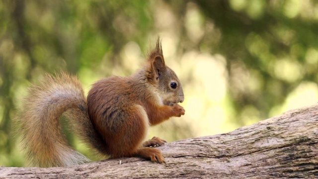 红松鼠(Sciurus vulgaris)在森林中进食。视频素材