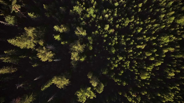 飞过漆黑的松林视频素材