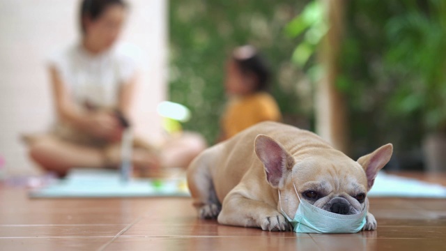 一只戴着健康面罩躺在地板上的法国斗牛犬。视频素材