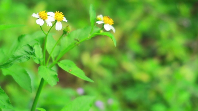 美丽的野花盛开着白色的花瓣和黄色的中心郁郁葱葱的绿色模糊的背景视频素材