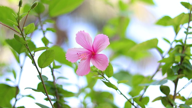 粉红色的木槿花，带叶。视频素材