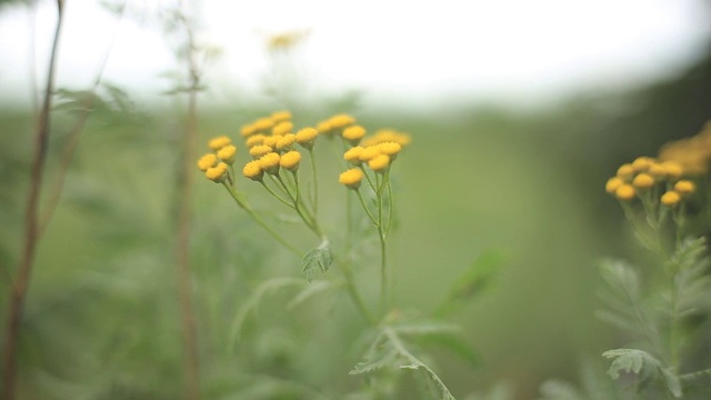 特写tanaceus花灌木，野外户外背景视频素材