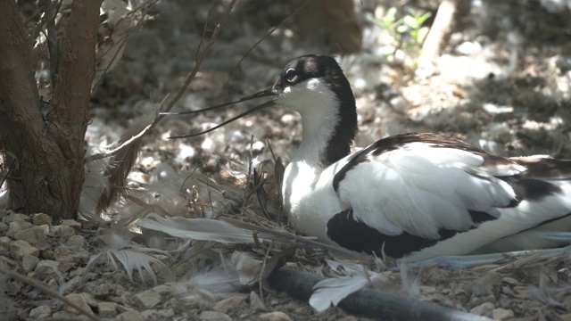 一个花斑鳄靠近巢(Recurvirostra avosetta)，一个大的黑色和白色涉水鳄和高脚鳄家族视频素材