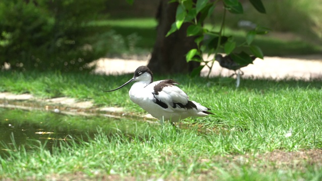 一个花斑鳄近(Recurvirostra avosetta)，一个大的黑色和白色涉水鳄和高脚柱家族视频素材