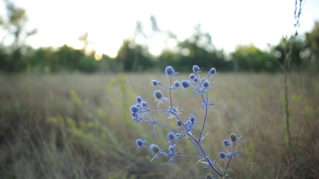 特写野生草原花在阳光下，户外自然场景视频素材