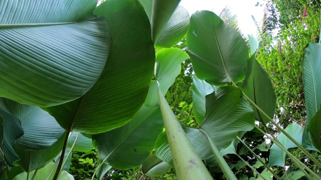 雪茄花，Calathea (Aublet) G. Meyer视频素材